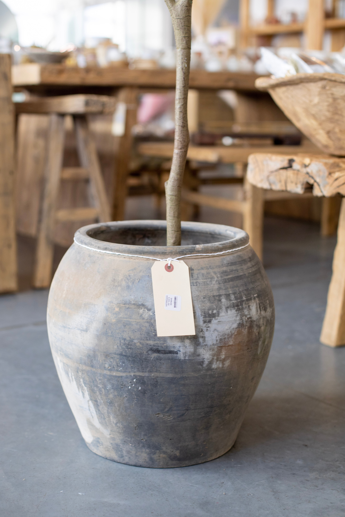 Atelier Black Vintage Olive Tree Pot Vase
