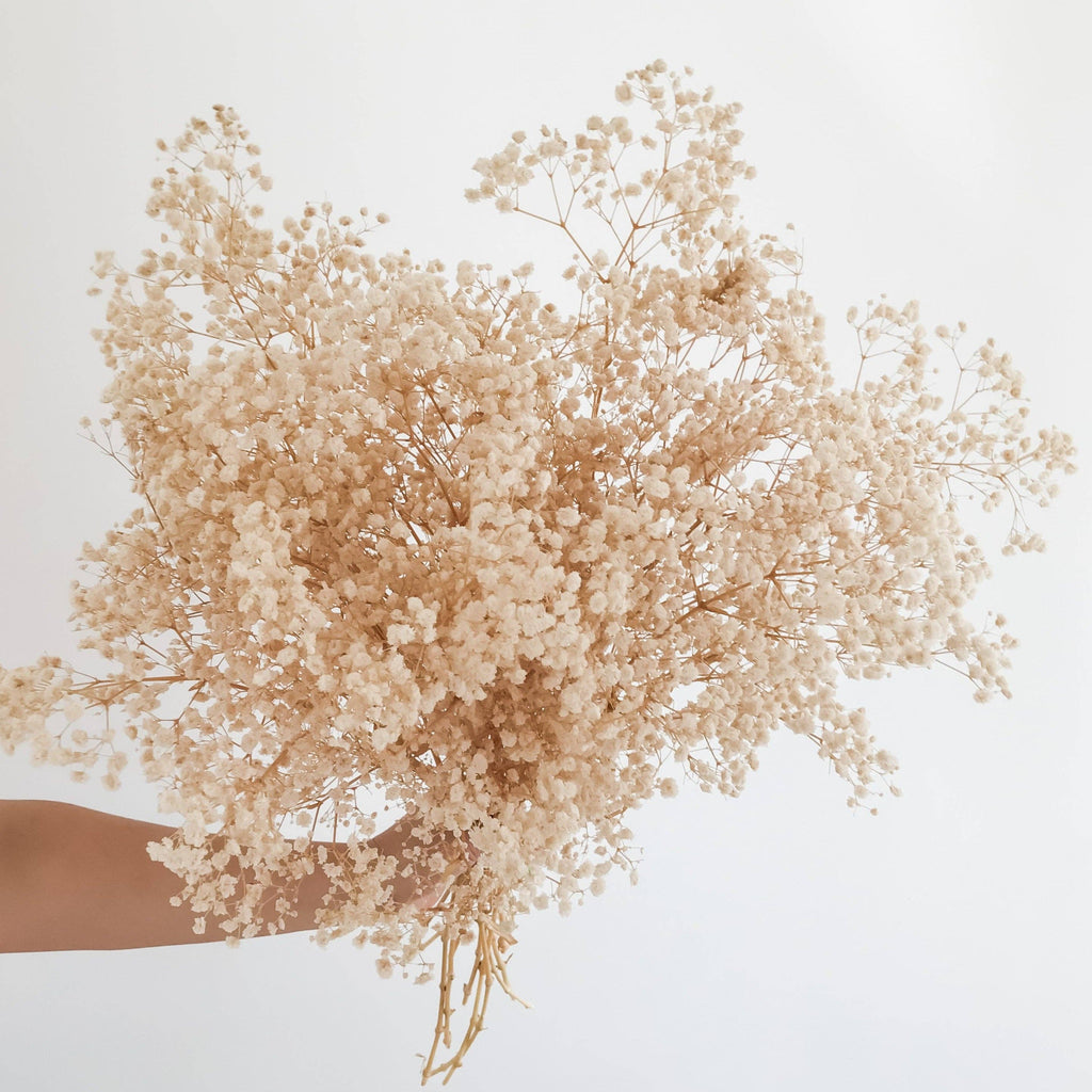 Preserved  Baby's Breath - Natural Gypsophila