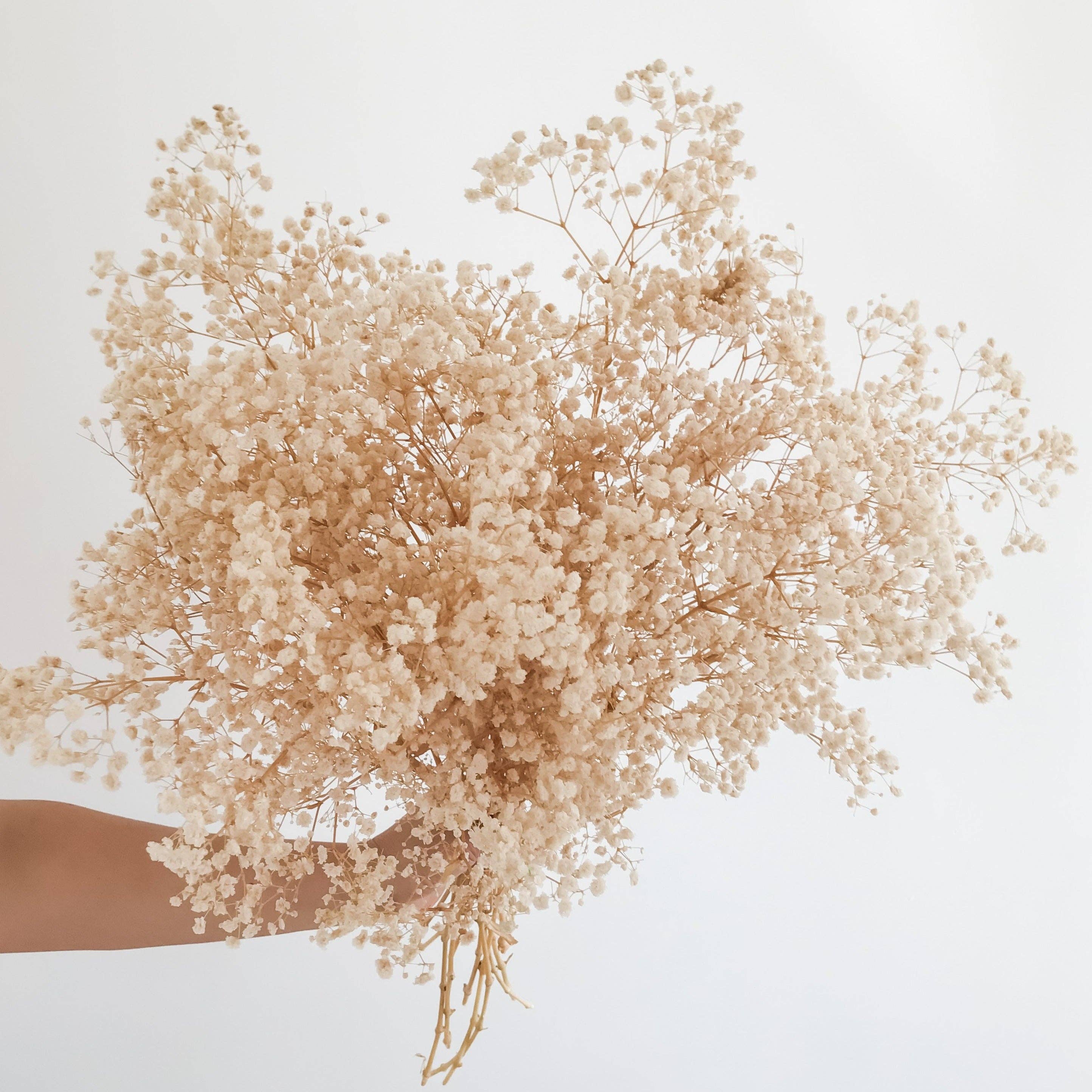 Preserved  Baby's Breath - Natural Gypsophila