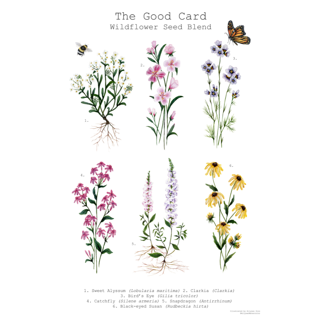 Plantable Flat Card Set - Winter