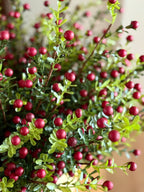 Cranberry Stems Bunch of 3 Stems
