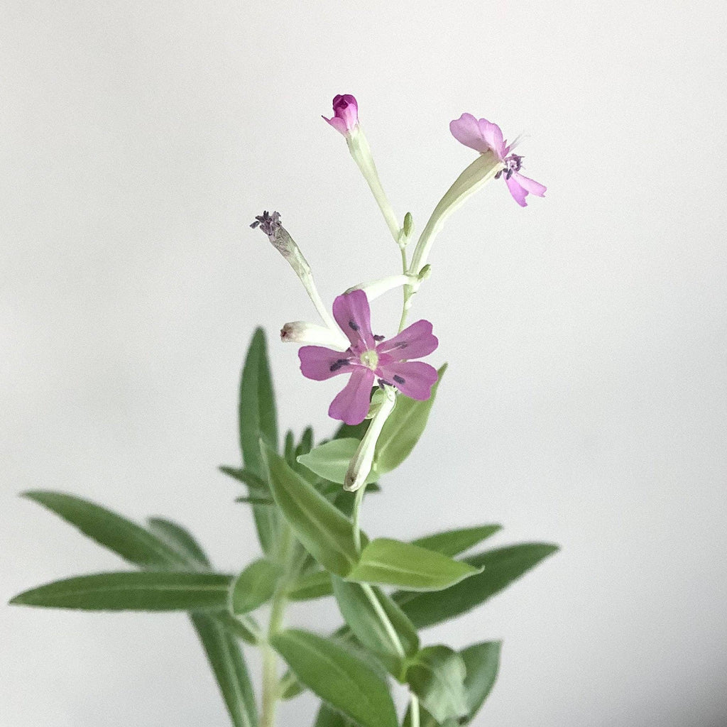 Plantable Holiday Card - Joy and Gratitude