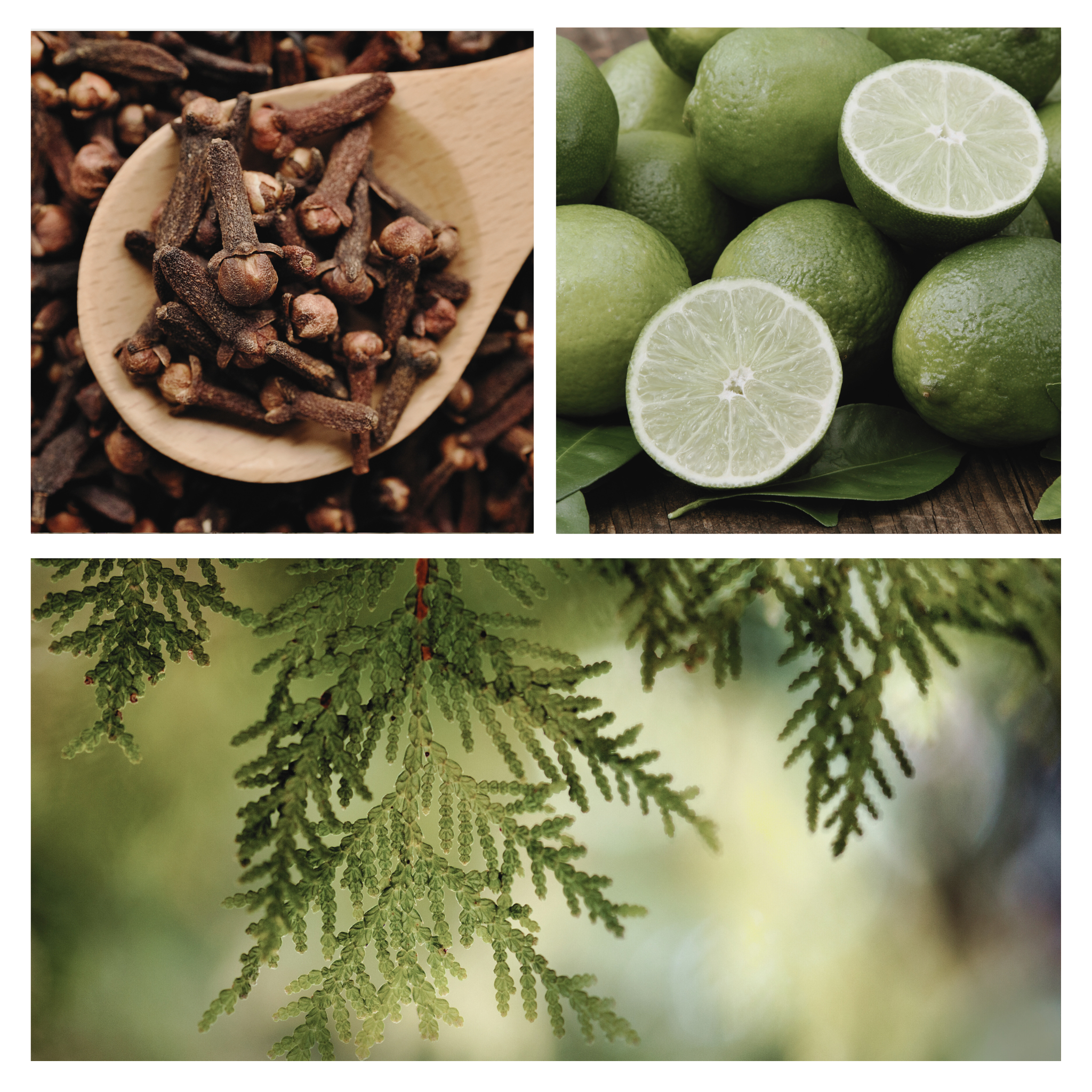 Be Northern Simmer Pot Mix, Natural Wooded Citrus Aroma