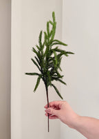 Norfolk Stems Bundle of 4